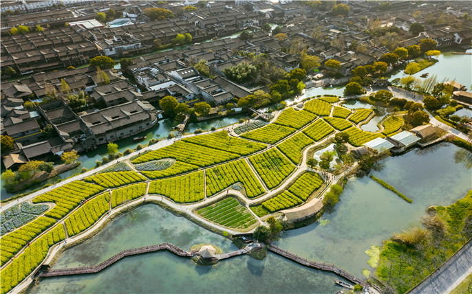 江南水鄉狂歡節-第十八屆中國烏鎮烏村香市 賞花踏青 烏鎮龍形田 (1).jpg