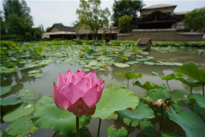 西柵初夏.JPG