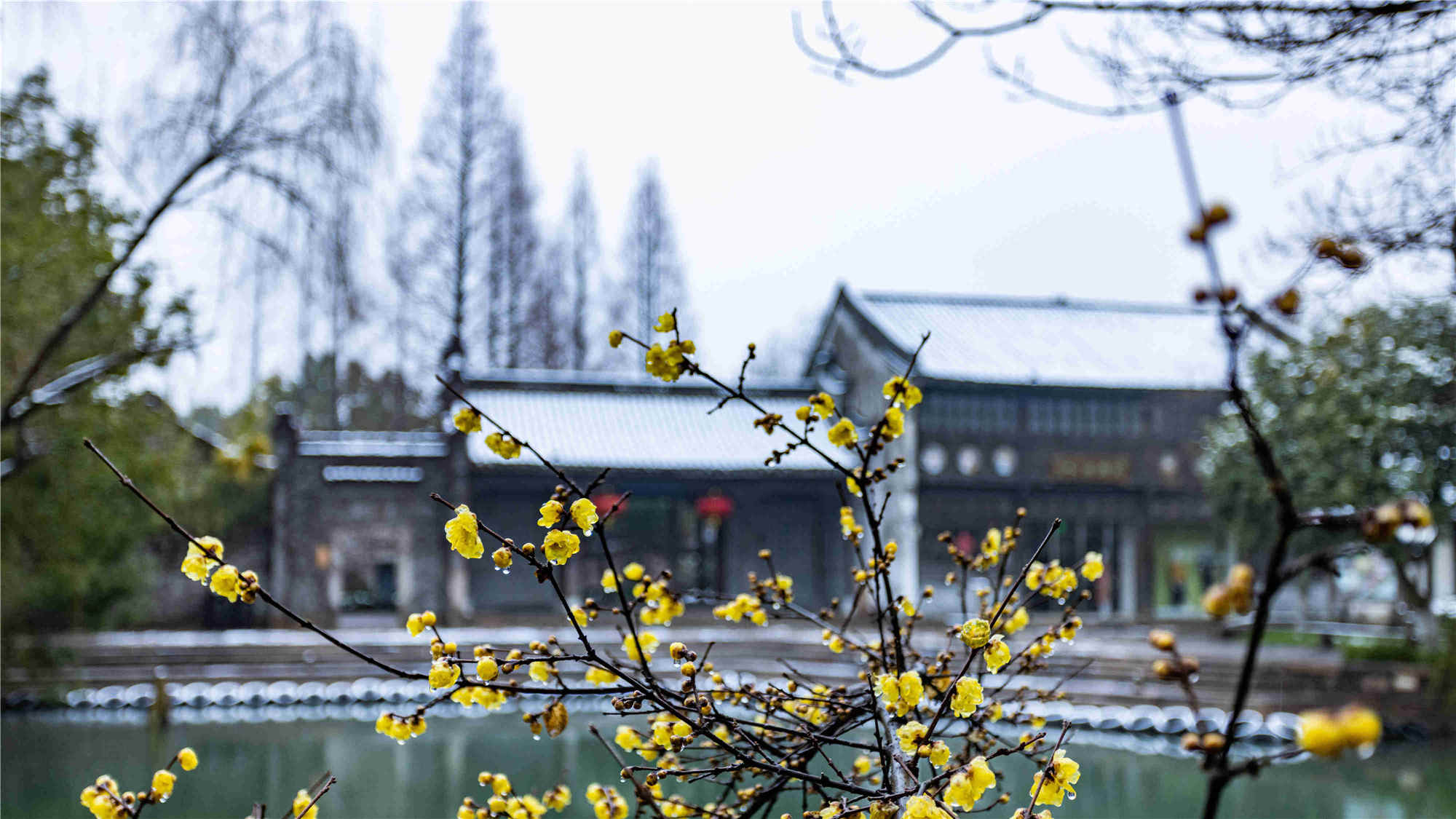 2022烏鎮雪 (13)_副本_副本.jpg